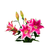 Liljor lyx i bunt, 65cm cerise.