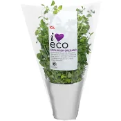 Oregano ICA I love eco Klass 1.