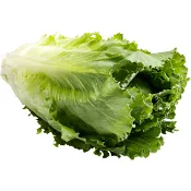 Sallad Cosmopolitan Klass 1.