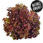 Krispsallat 125g Butiksodlad.