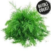 Dill 60g Butiksodlad.