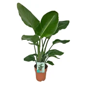 Strelitzia L 90cm.