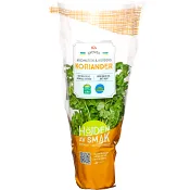 Koriander vertikalodlad Klass 1 ICA.