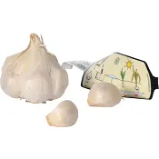 Vitlök Thermidrome.