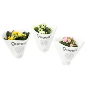 Kalanchoe mini dubbelblommande 6cm kruka Höjd 12cm varierande färger.