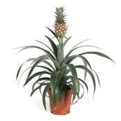 Ananas 14cm kruka Höjd 40cm.