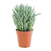 Puderfetstånds 15cm kruka Höjd 30cm.