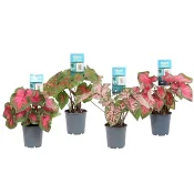 Caladium 12cm kruka Höjd 25cm.