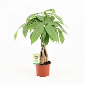 Strandkastanj 11cm kruka Höjd 30cm.