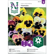 Pensé Hiemalis tidig mix Nelson Garden.