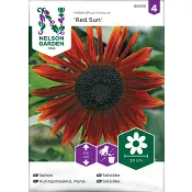 Solros Red Sun hög Nelson Garden.