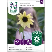 Solros Buttercream F1 Nelson Garden.