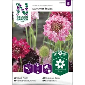 Vädd Prakt-Summer fruits Nelson Garden.