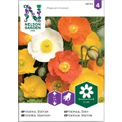 Vallmo Sibirisk Mix Nelson Garden.