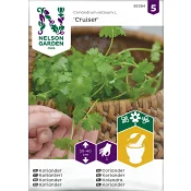 Koriander, Cruiser Nelson Garden.