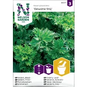 Selleri, Blad-, Gewone Snij Nelson Garden.