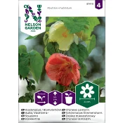 Klockmalva Blomsterlönn bl.färger Nelson Garden.