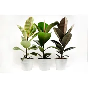 Ficus Mix.