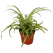 Ampellilja 12cm kruka Höjd 25cm.