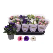 Prärieklocka 12cm kruka Höjd 30 cm varierande färger.