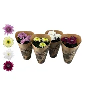 Krysantemum Mix Storblommig 1-p.