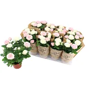 Ros infinity duo 14 cm kruka varierande färger.