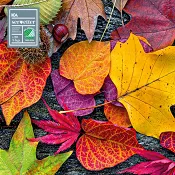 Servett 33cm Color ICA.