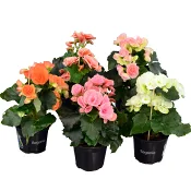 Begonia 12cm kruka Höjd 25cm varierande färger.
