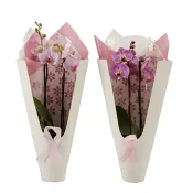 Arrangemang Phalanopsis i Sleeve 12cm.