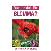 Vad är det för blomma?.
