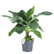 Bananplanta 17cm.