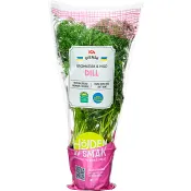 Dill i kruka ca 30g ICA.