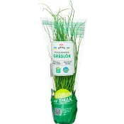 Gräslök vertikalodlad 1-p Klass 1 ICA.