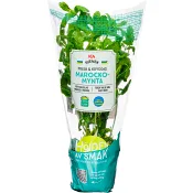 Mynta i kruka ca 25g ICA.