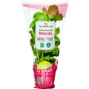 Basilika i kruka ca 30g Klass 1 ICA.