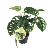 Monstera.