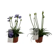 Afrikas blå lilja 17cm.