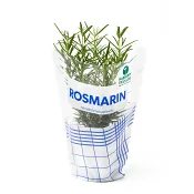Rosmarin 1-p Kabbarps Trädgård.