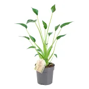 Alocasia Tiny Dancer 11cm.