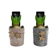 Arrangemang Hyacint 10cm.