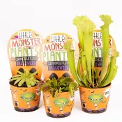 Köttätande växt 8,5cm.