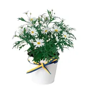 Arrangemang Margerit Student Zink 11cm.