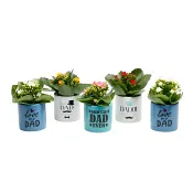 Arrangemang Fars Dag Mini 6cm.