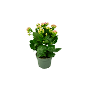 Kalanchoe XL.