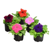 Petunia 10,5cm.