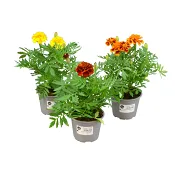 Tagetes 10,5cm.