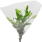 LA liljor 3-p 60cm rosa.