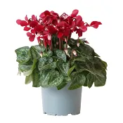 Cyklamen special mix 12cm.