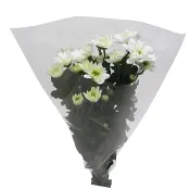 Kvistkrysantemum 3-p 50cm vit.