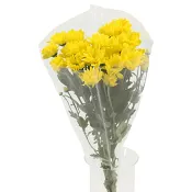 Kvistkrysantemum 3-p 50cm gul.